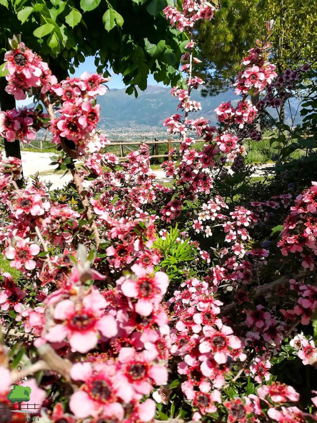 Villa La Staccionata Arpino Exterior foto